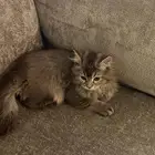قطه للبيع شيرازي