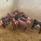 العرضية الجنوبية