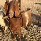 غنم عشار ل البيع