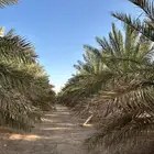 تأجير نخيل