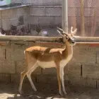 ذكر بلاك باك