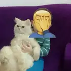 قط ذكر لتبني