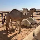 بكره للبيع