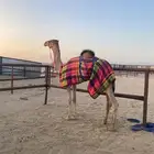قعود للبيع الموقع ميدان ينبع