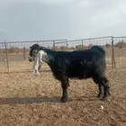 تيس عارضي صنف للبيع الموقع تربه رقم الجوال ( )