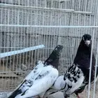حمام باكستاني