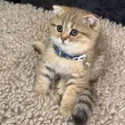 سكوتش فولد قولد