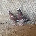 زاجل