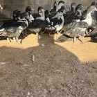 البيع بح الصحه شرط