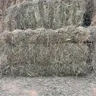 علف