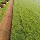 نجيله طبيعي مشروطه مضمونه