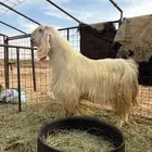 تيس فحل طيب