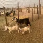 عنز طيبه مشروكه