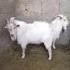 تيوس ماعز قزمي