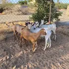 للبيع ضحايا