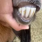 ولد وعل حر صنف الصنف شرط من كل شي سليمم