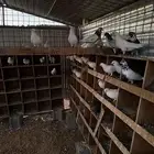 حمام فرنسي