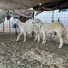 خروف جذع وشاه سدس