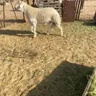 طلي صنف كفو ثني مشروط الموقع شرق الطايف للتواصل 055672674
