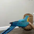 مكاو بلو اند قولد هدد داخلي خارجي