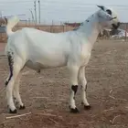 مشروع فحل بيشي صنف الصنف