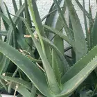 اغصان صبار الاوليفيرا للبيع