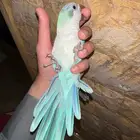 كويكر دايلوت تم البيع