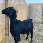 ثنتين غنم للبيع لاتواصل الا الصامل