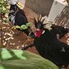 دجاج عربي   دجاج بولش