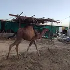 بكرة عمره 6 شهور لباني