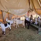 تيوس حلال ديره تربيه خاصة