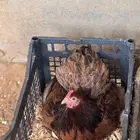 زوج كوشن مستوى فاخر جدا جدا