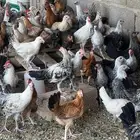 دجاج بلدي العمر ثلاث شهور العدد 200 تزيد او تنقص