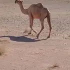 ناقه القحه طيبه للبيع