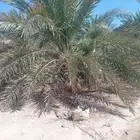 جثايث صقعي طيبه توصيل جميع مناطق المملكة