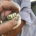 نجديه رغوث