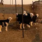 ثمان رخال نجد