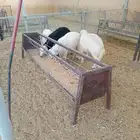 للبيع طليان ذبايح