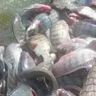 سمك بلطي نوعيه مميزه