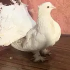 للبيع