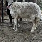 رخل حريه صنف