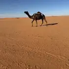 للبيع خلفه مجهم طيبه