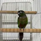 ببغاء كنيور قرين شك