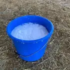 بقره ناتج