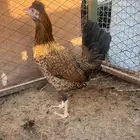 للبيع دجاج ترثه