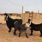 للبيع فحل تيس