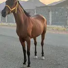 فرس شعبيه فاخره جميله الله يطرح البركه مهه مهر