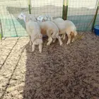 طليان ورخال فل شحم (تم البيع)