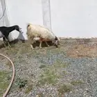 تيس للبيع