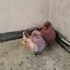 للبيع حمام مدينه